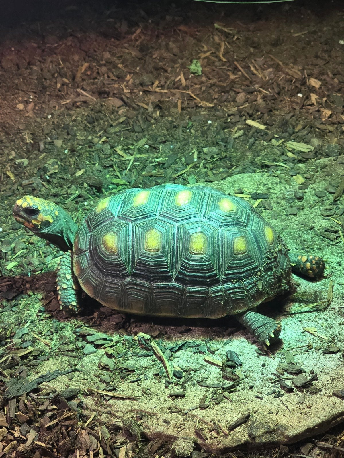Chelonoidis carbonarius landschildpadden Tortoise photo 5