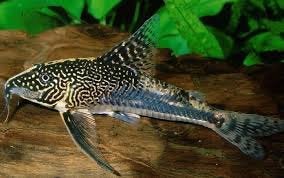 Corydora Barbatus, Vis