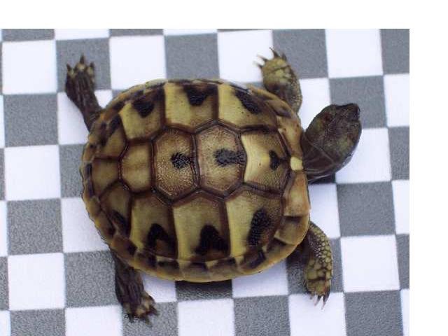 Prachtige, gezonde Griekse Landschildpadden. Nakweek 2026 Tortoise photo 7