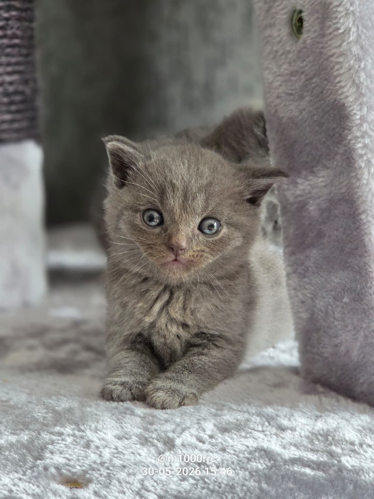 Britse korthaar kittens super schattig., Dieren en Toebehoren, Katten en Kittens | Overige Katten, Meerdere dieren, Kortharig