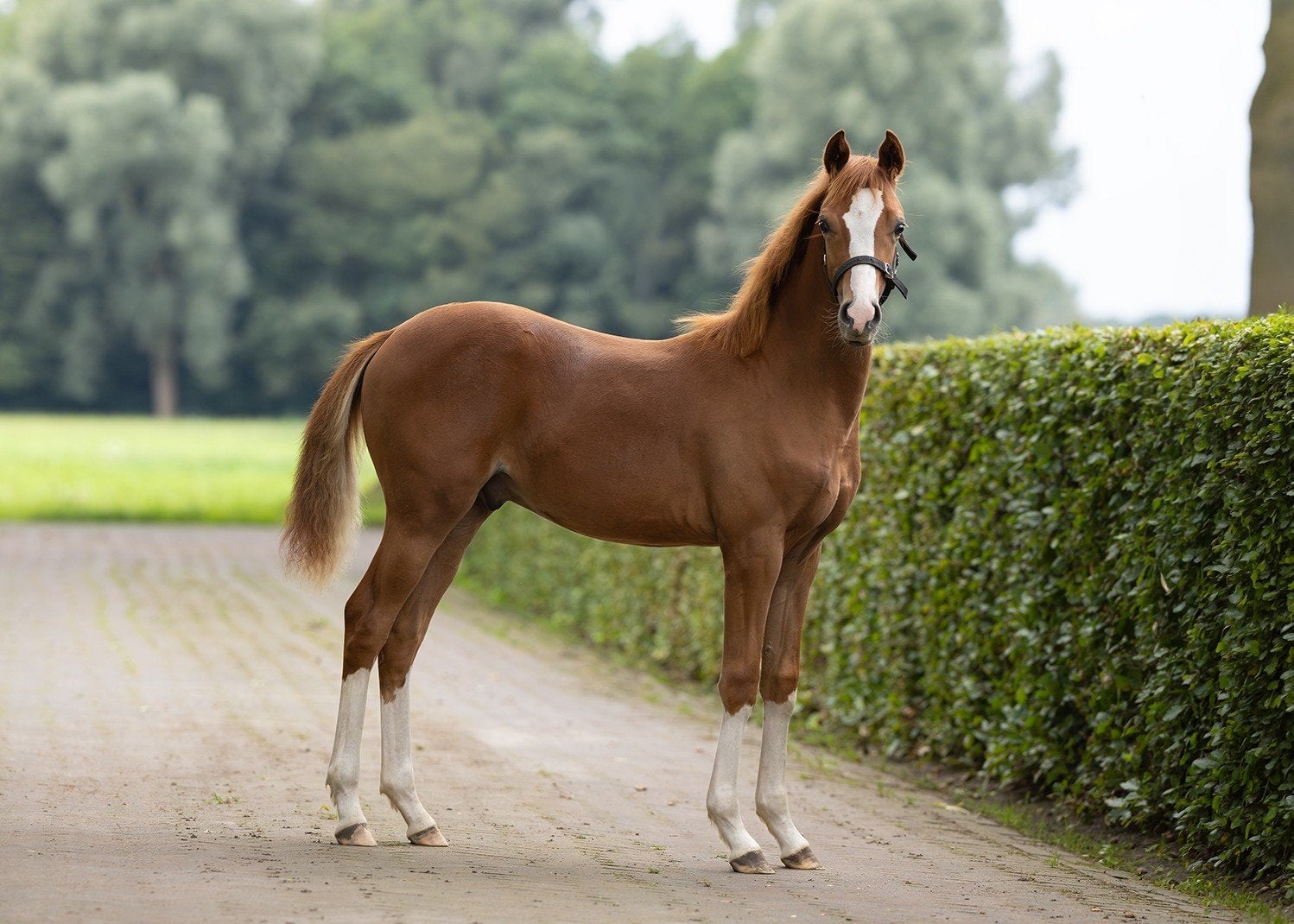 Prachtig Welsh WPBR hengst veulen, Dieren en Toebehoren, Hengst, D pony (1.37m tot 1.48m), 0 tot 2 jaar