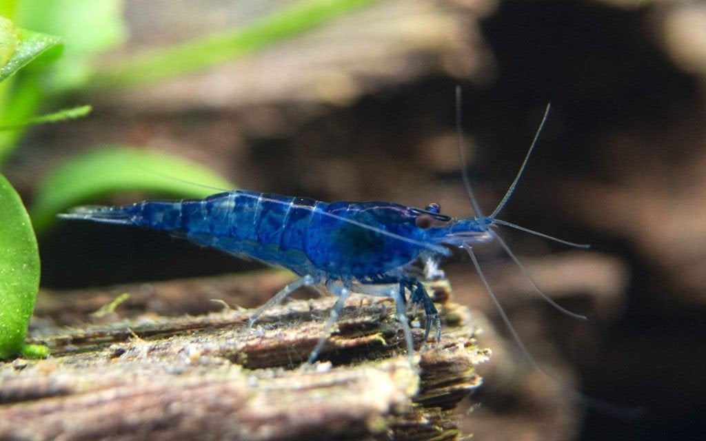 blauwe "blue dream"  garnalen te koop, Dieren en Toebehoren, Vissen | Aquariumvissen, Kreeft, Krab of Garnaal