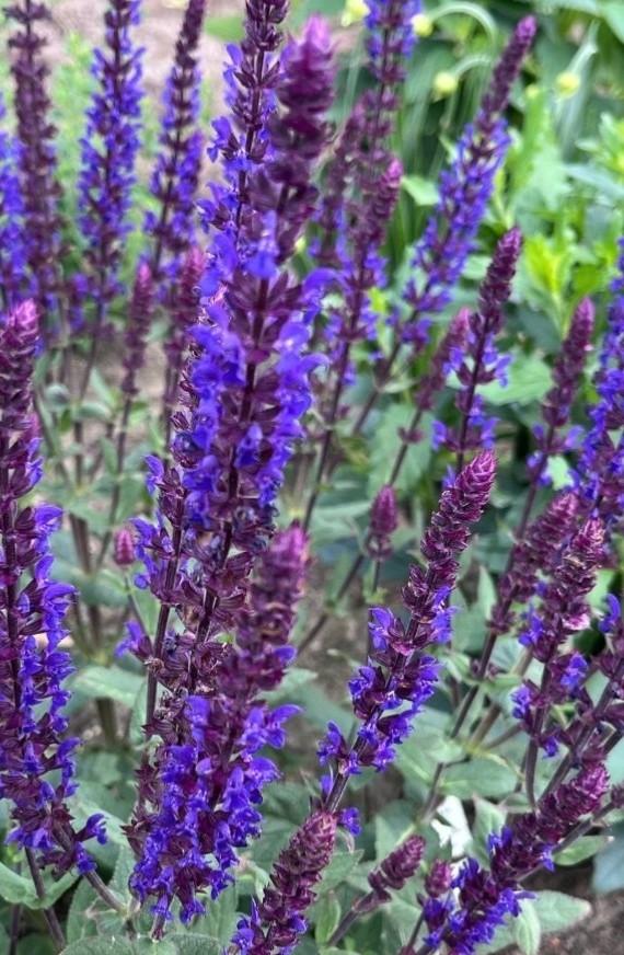 Salvia nemorosa blaukonigin P9, Ophalen of Verzenden, Vaste plant, Overige soorten, Halfschaduw