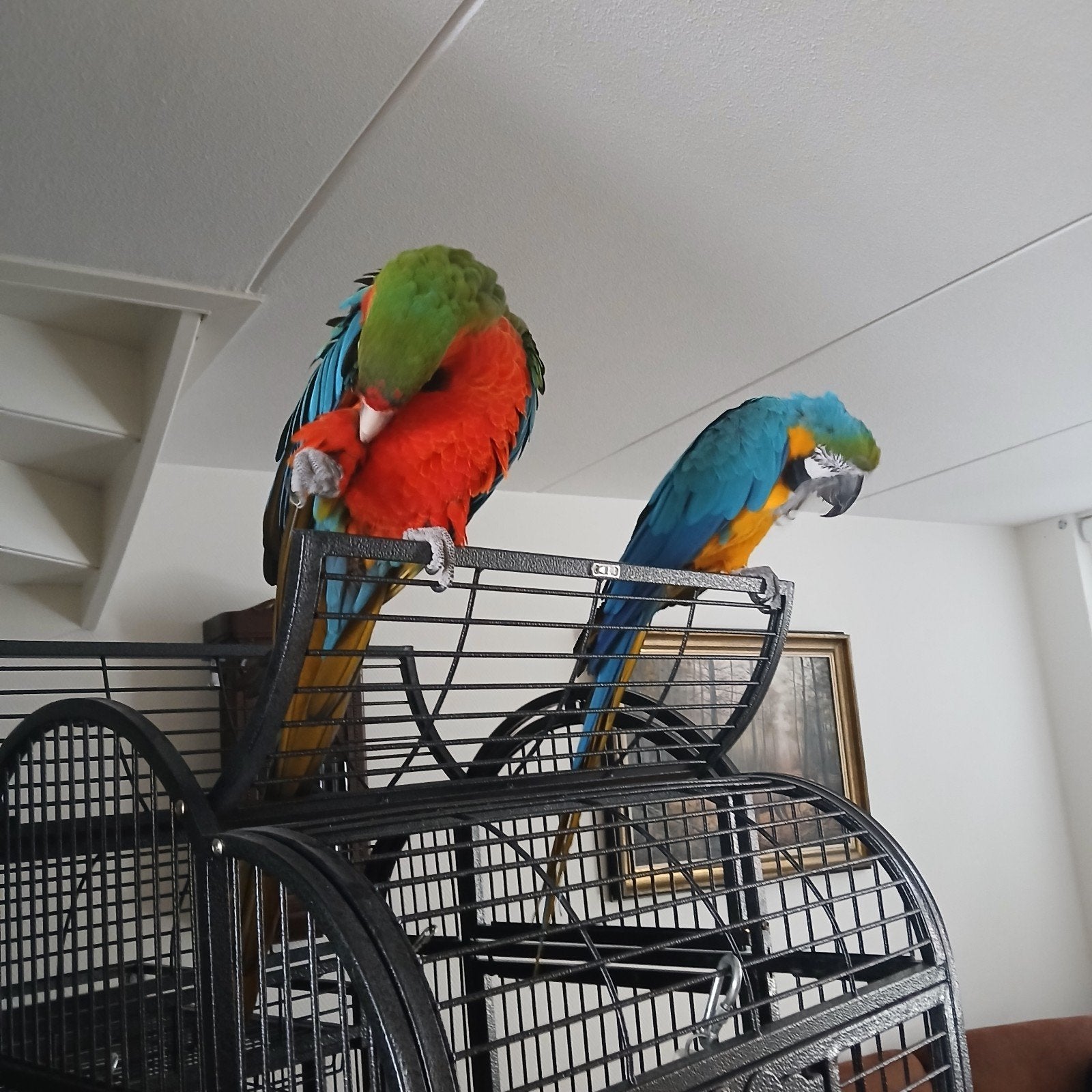 Freeflight ara's. Harlekijn x blauw-gele, Dieren en Toebehoren, Meerdere dieren, Papegaai, Tam