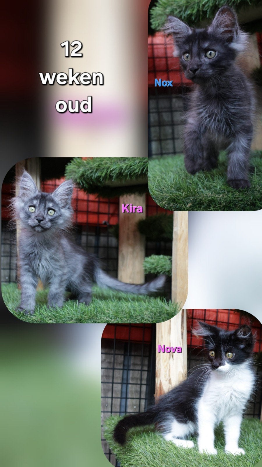 Prachtige Maine Coon x American Ringtail kittens (Zeldzaam!), Meerdere dieren, Ontwormd, 0 tot 2 jaar