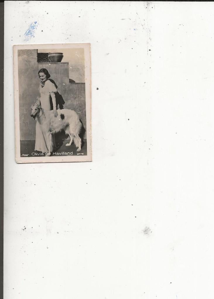 Fimsterren Olivia de Havilland met schaapshond Ross, Ophalen of Verzenden, 1940 tot 1960, Ongelopen, Overige thema's
