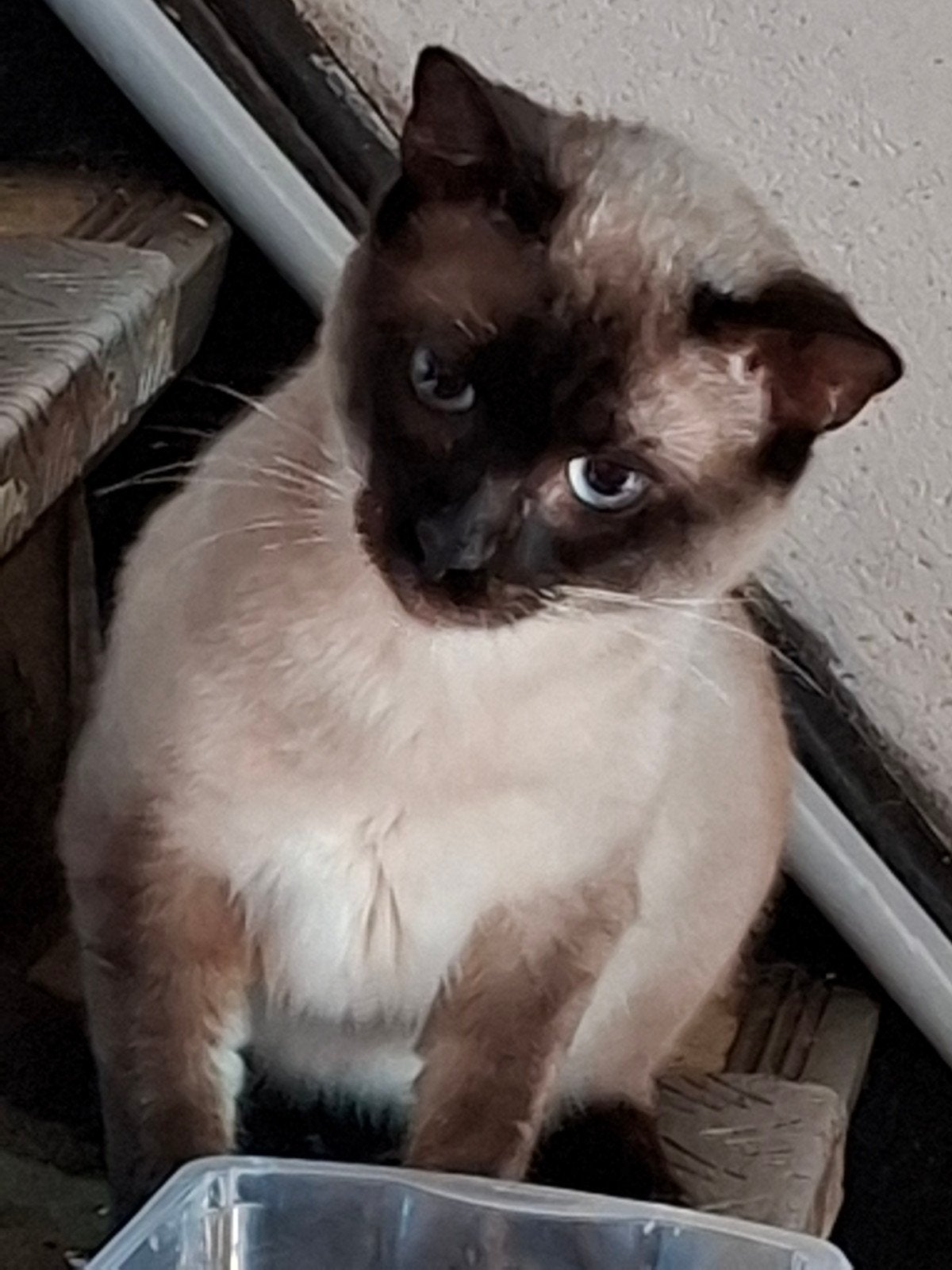 Blauwe rus coller point kater, Dieren en Toebehoren, Kater