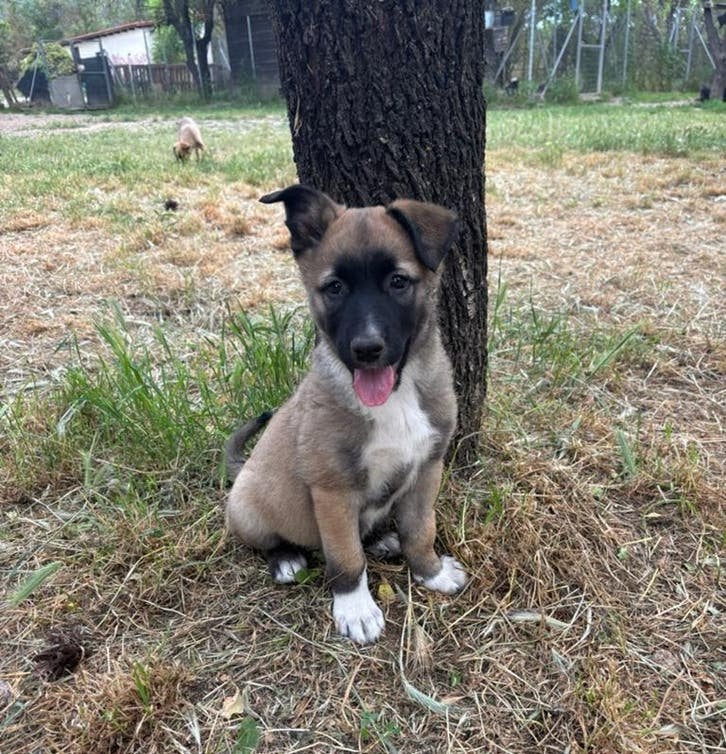 Lippa – een dapper meisje klaar om de wereld te ontdekken, 15 weken tot 1 jaar, Teef, Parvo, Eén hond
