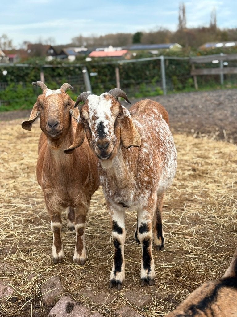 Goed huisje gezocht voor onze lieve geiten, Vrouwelijk, Geit, 3 tot 5 jaar