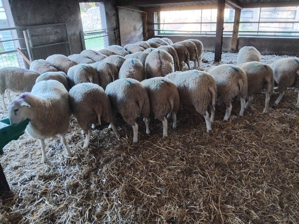 Ooilammeren, zwoegervrij. 100% Swifter en Swifter-Texelaar, Dieren en Toebehoren, Vrouwelijk, Schaap, 0 tot 2 jaar