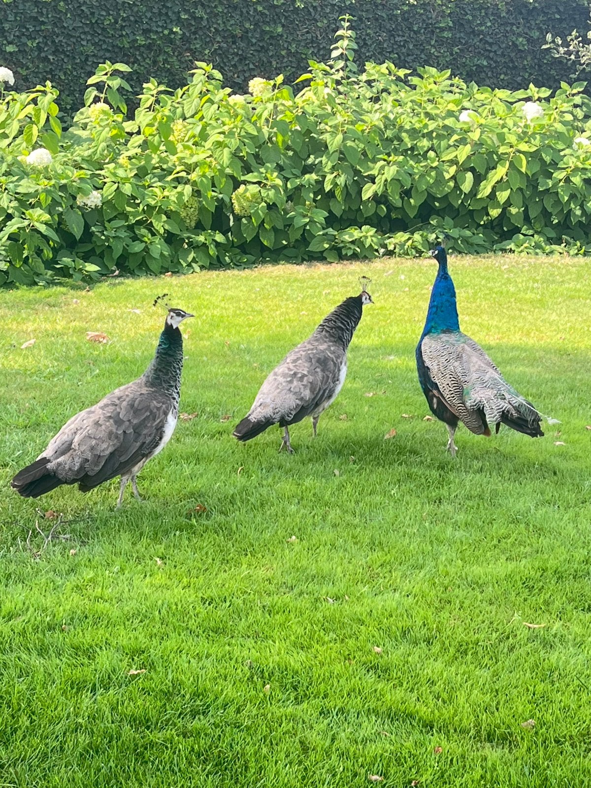 Pauwen te koop, Meerdere dieren, Overige soorten