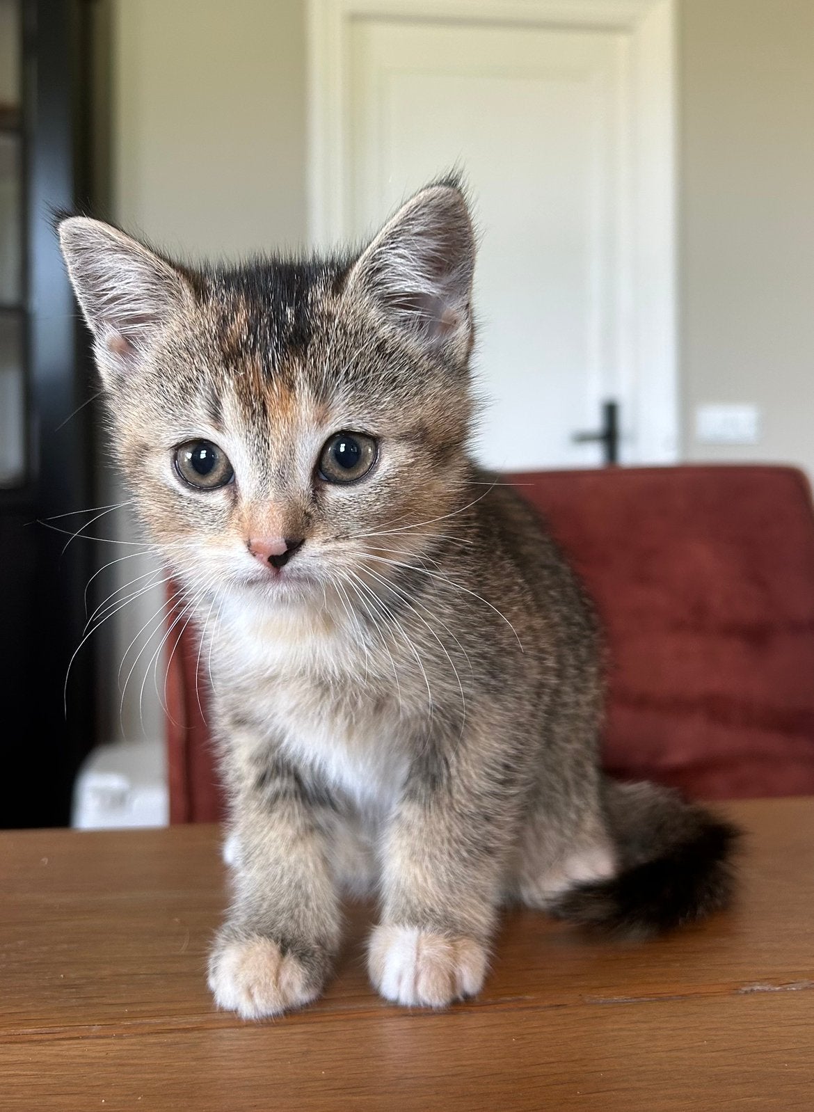 Britse korthaar 1/2. Poesje, Poes
