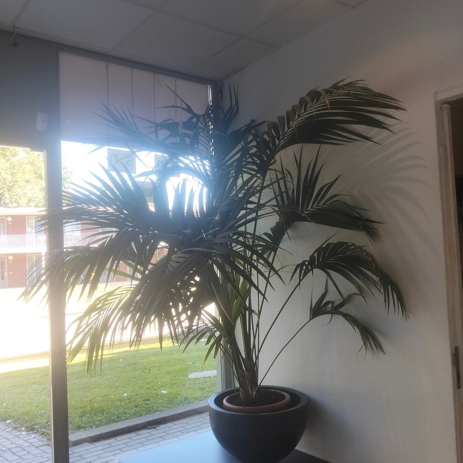 Grote Areca Palm - Ideaal voor binnen, Huis en Inrichting, Palm, In pot, 150 tot 200 cm, Groene kamerplant