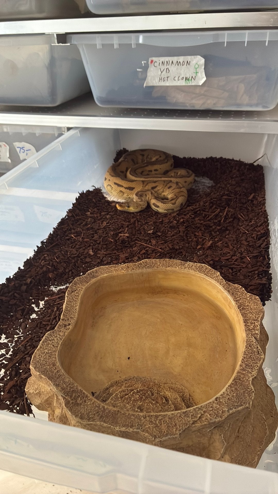 Ball python regius Ball Python photo 3