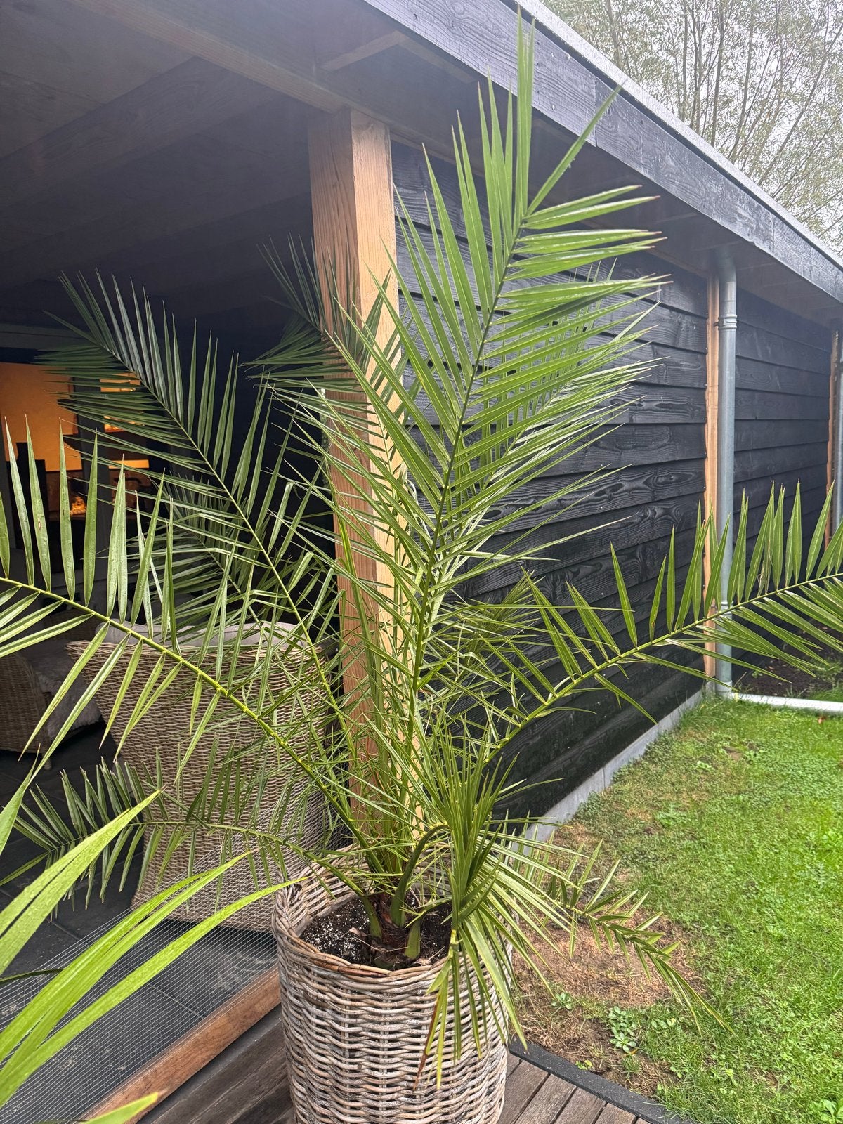 Grote palmboom in rieten mand, Ophalen, Overige materialen, Rond, Zo goed als nieuw