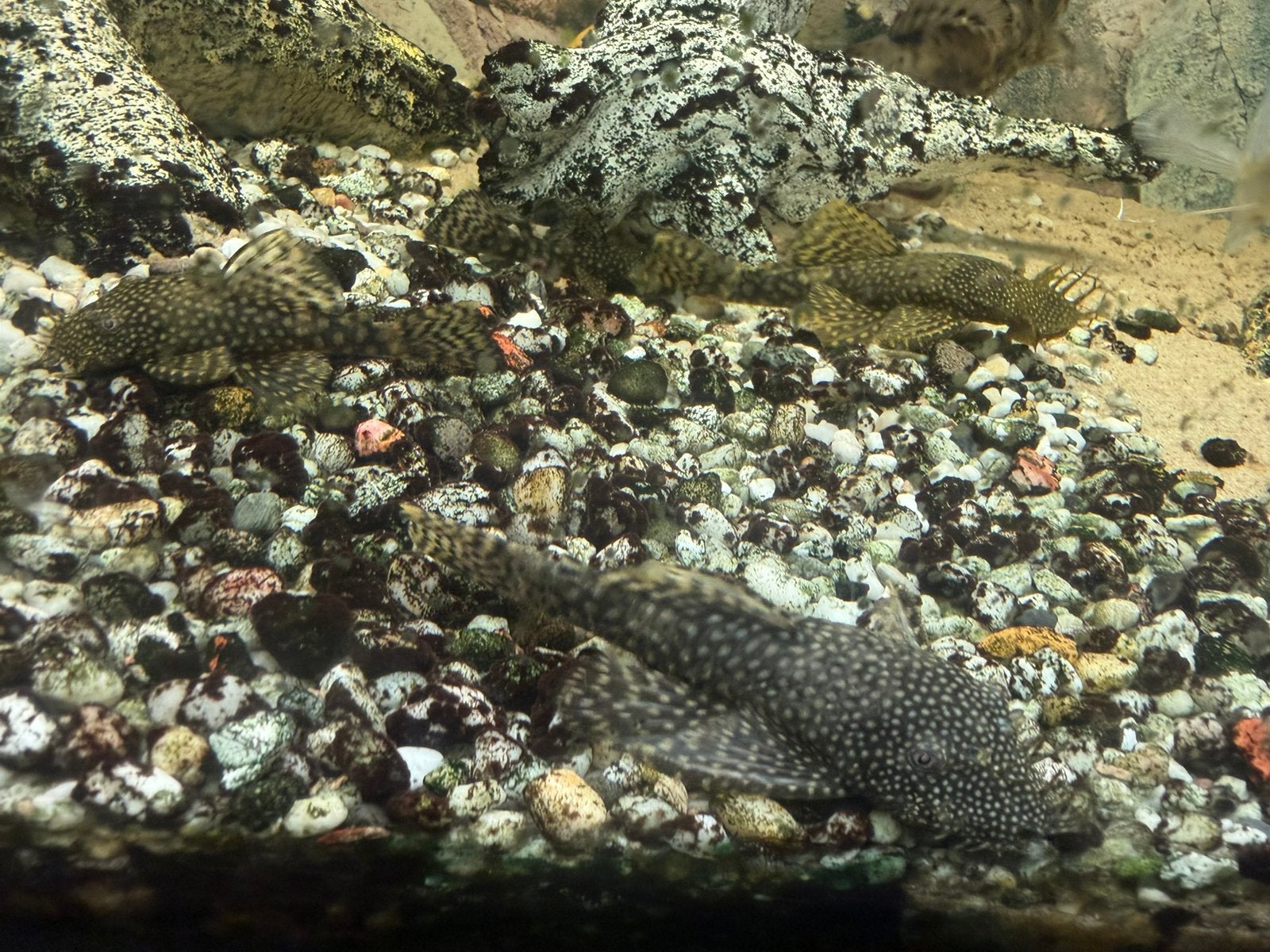 Borstelneus algeneters, Dieren en Toebehoren, Vis, Zoetwatervis