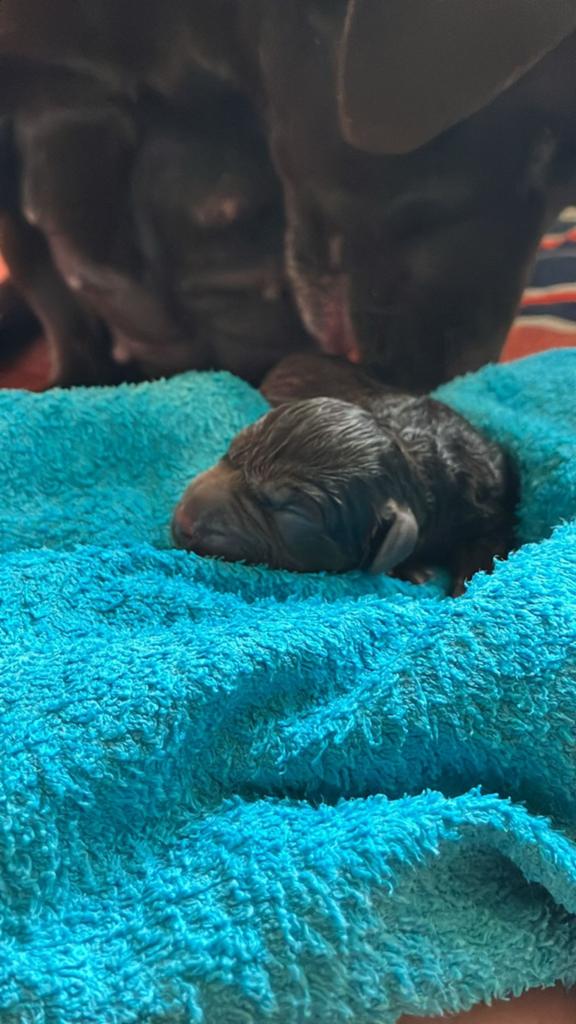 Bruine Labrador pups met stamboom geboren!, Parvo, 8 tot 15 weken, Meerdere, Nederland