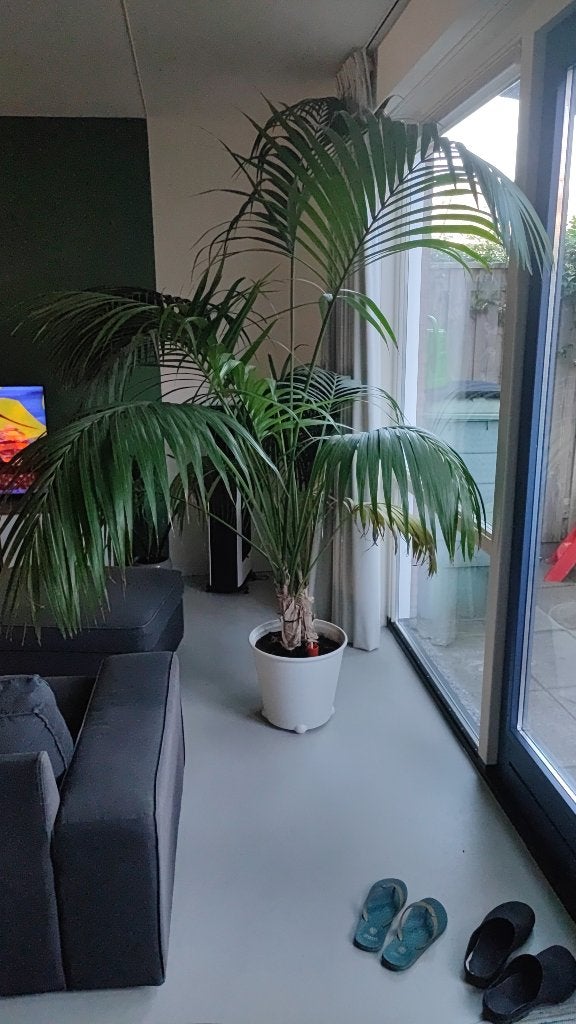 Kentiapalm 250 cm hoog gezonde grote kamerplant, Ophalen, 200 cm of meer, Palm, Halfschaduw