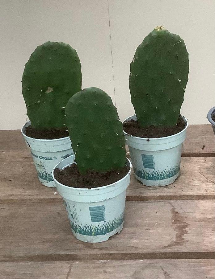 Jonge stekken van een schijf cactus, Ophalen, Vaste plant, Overige soorten, Volle zon