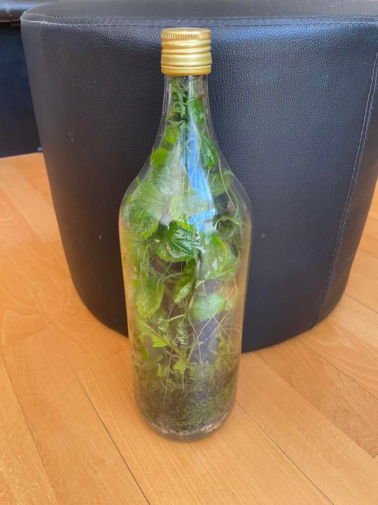 Ecosysteem- Flessentuin 37 cm, Ophalen, Halfschaduw, Minder dan 100 cm