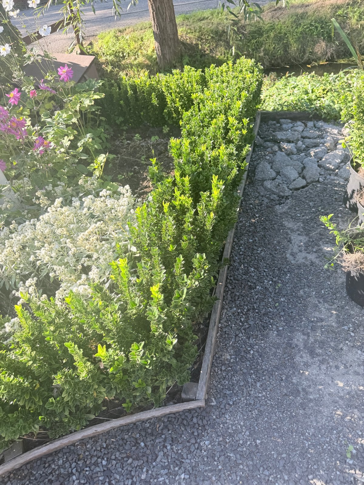 Buxus haagplanten - Ideaal voor lage hagen, Volle zon, Vaste plant, Bloeit niet, Ophalen