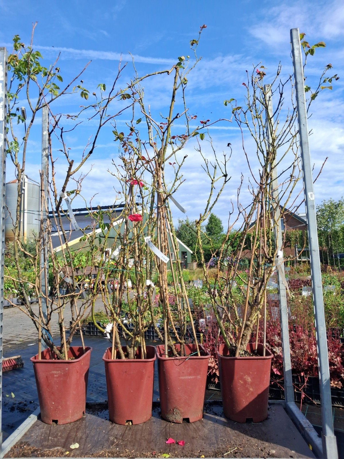 Klimrozen nu €5,- per stuk, Vaste plant, Ophalen of Verzenden, Halfschaduw, Klimplanten
