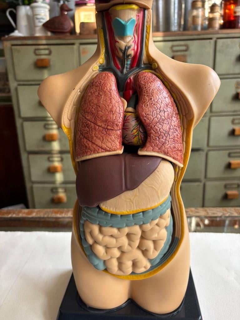 Anatomisch torso model, educatief menselijk lichaam., Ophalen of Verzenden