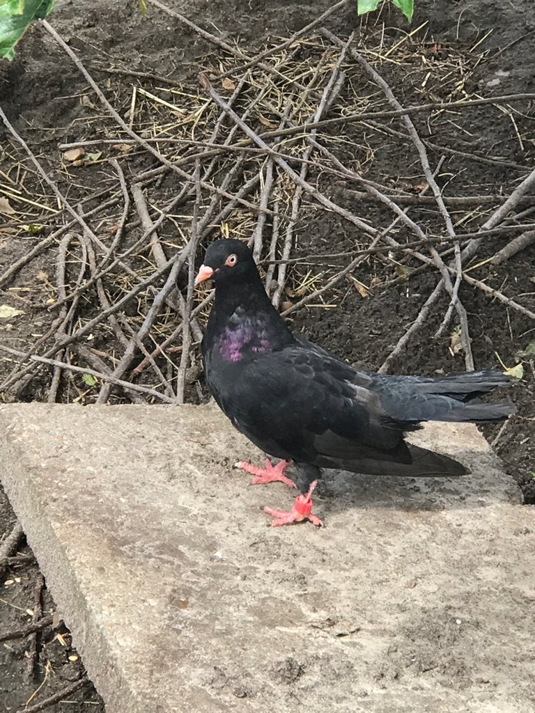 Tuimelaar duif €7,50, Dieren en Toebehoren, Vogels | Duiven, Geslacht onbekend, Tuimelaar of Roller