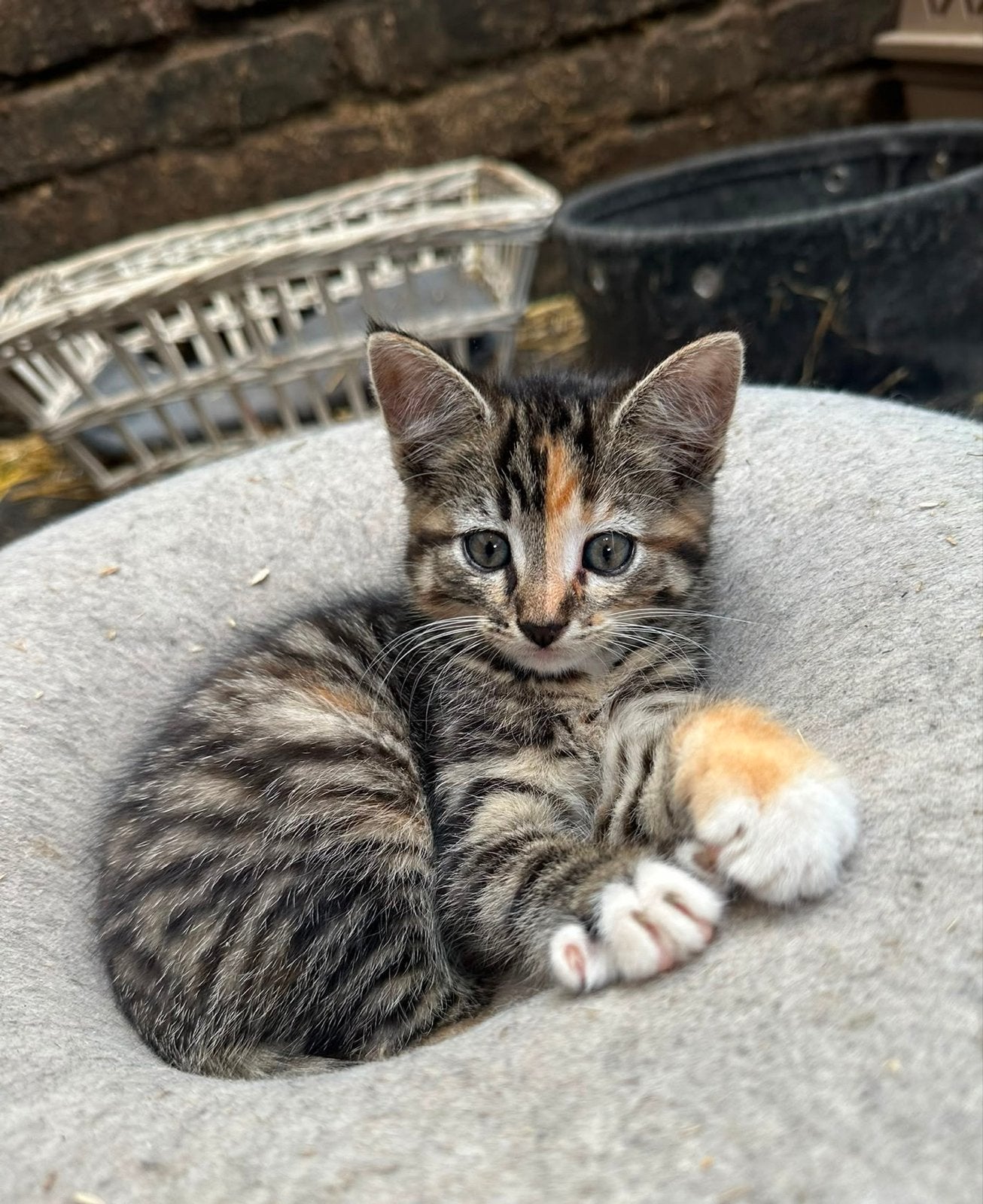 Hele mooie, lieve en sociale kittens, Meerdere dieren, Kortharig, 0 tot 2 jaar