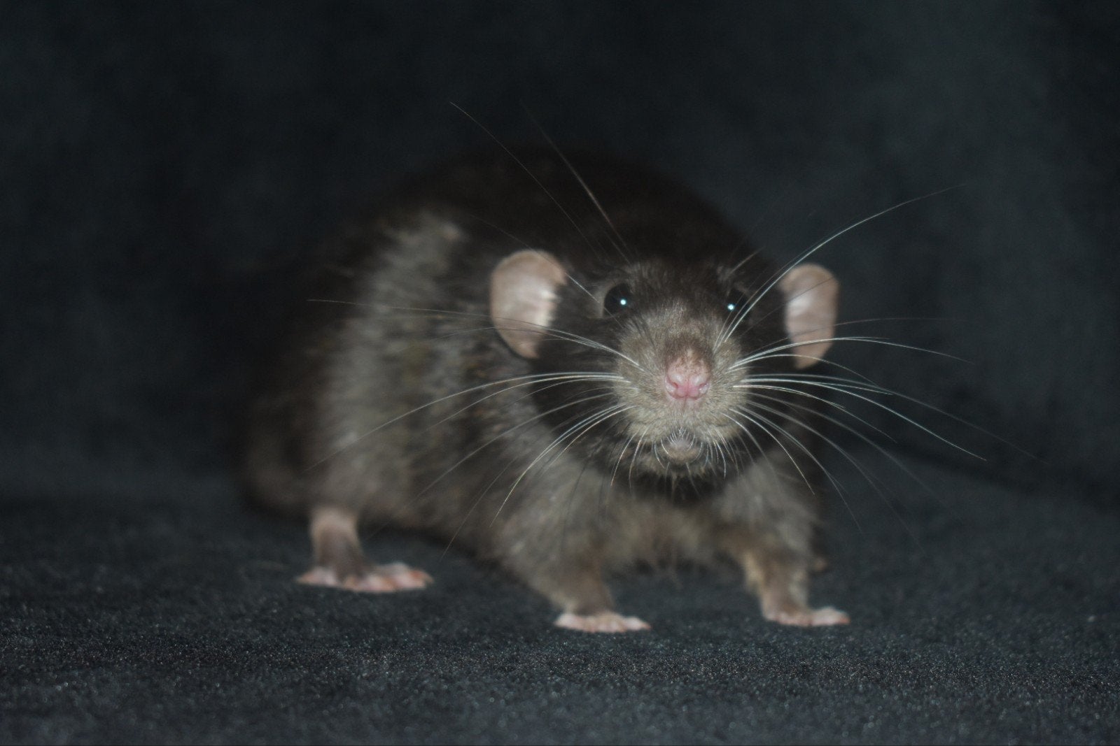 Ratjes,ratten, mannetjes, Dieren en Toebehoren, Rat, April, Mannelijk, Tam