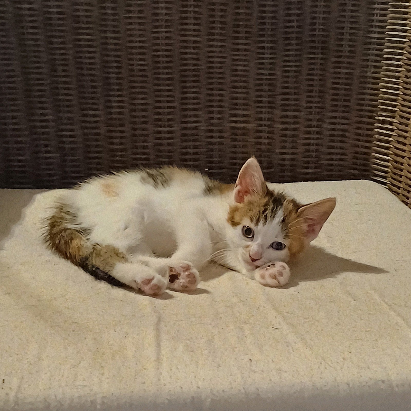 prachtige kittens, Poes, Kortharig, 0 tot 2 jaar