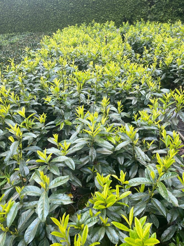 Laurier Genolia in 3 liter pot, smal groeiend soort🪴, Tuin en Terras, Planten | Struiken en Hagen, Ophalen, Laurier, Haag, Minder dan 100 cm