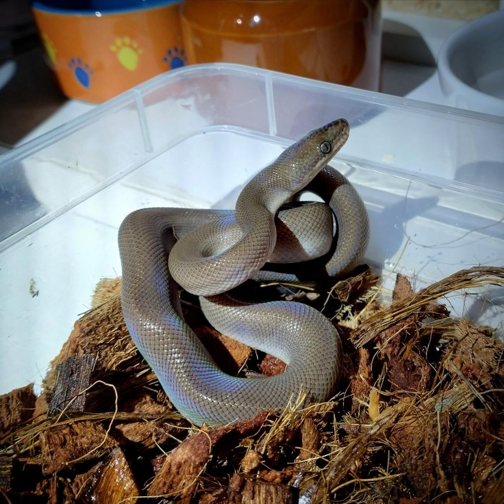 Epicrates maurus patternless vrouwtje, Slang, 0 tot 2 jaar