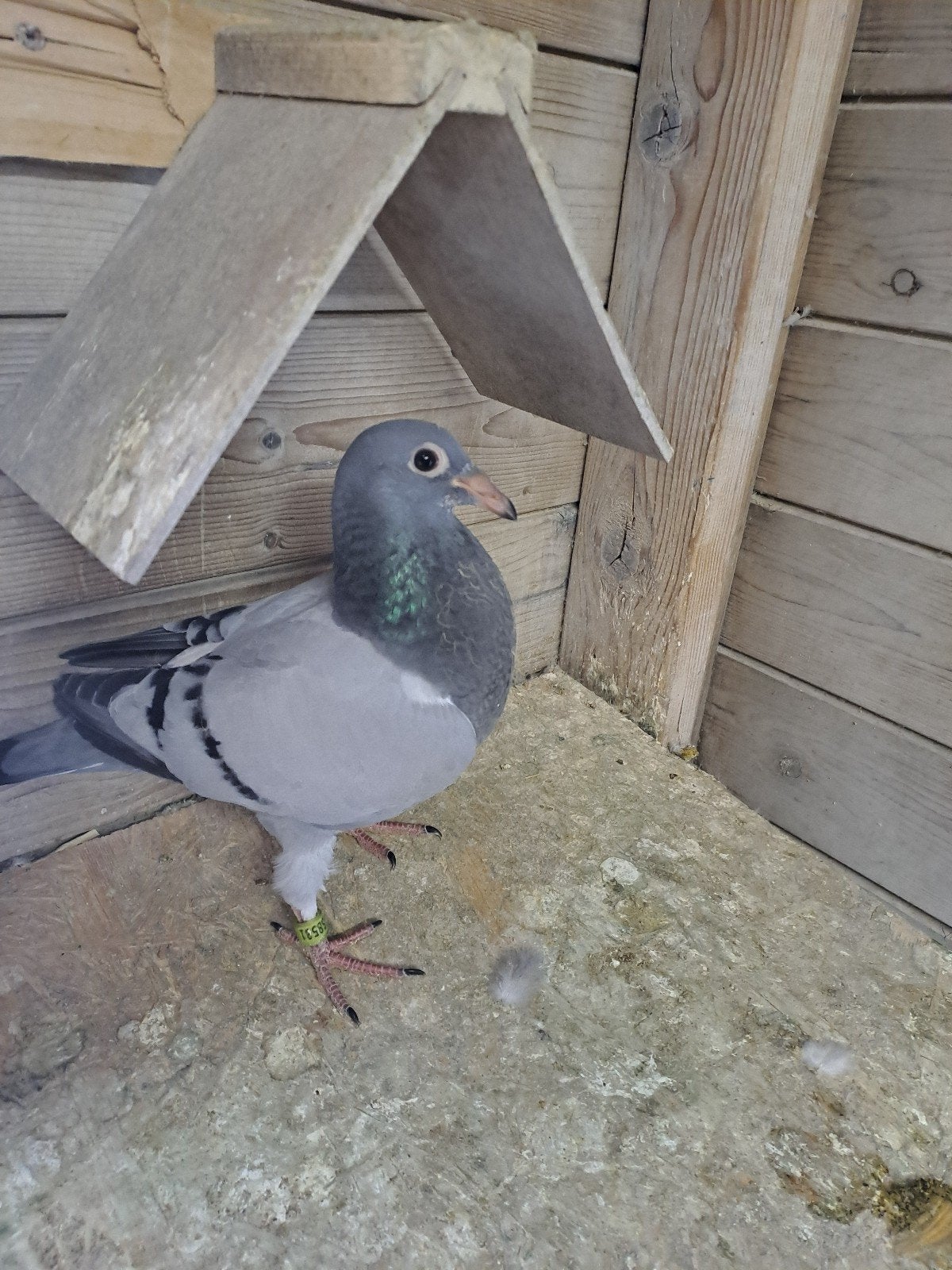 jonge duif met ouwe ring ., Vrouwelijk