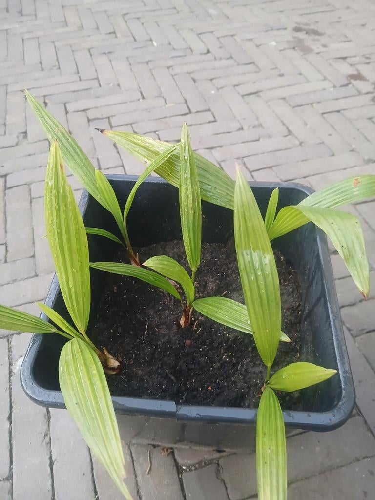 Trachycarpus fortunei, Ophalen, Overige soorten, Volle zon