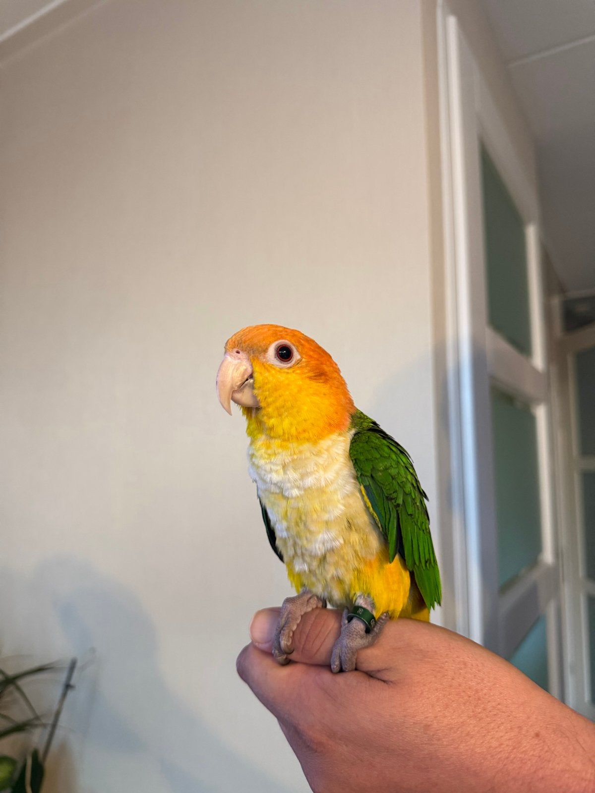 Witbuikcaique, Mannelijk, Papegaai, Tam