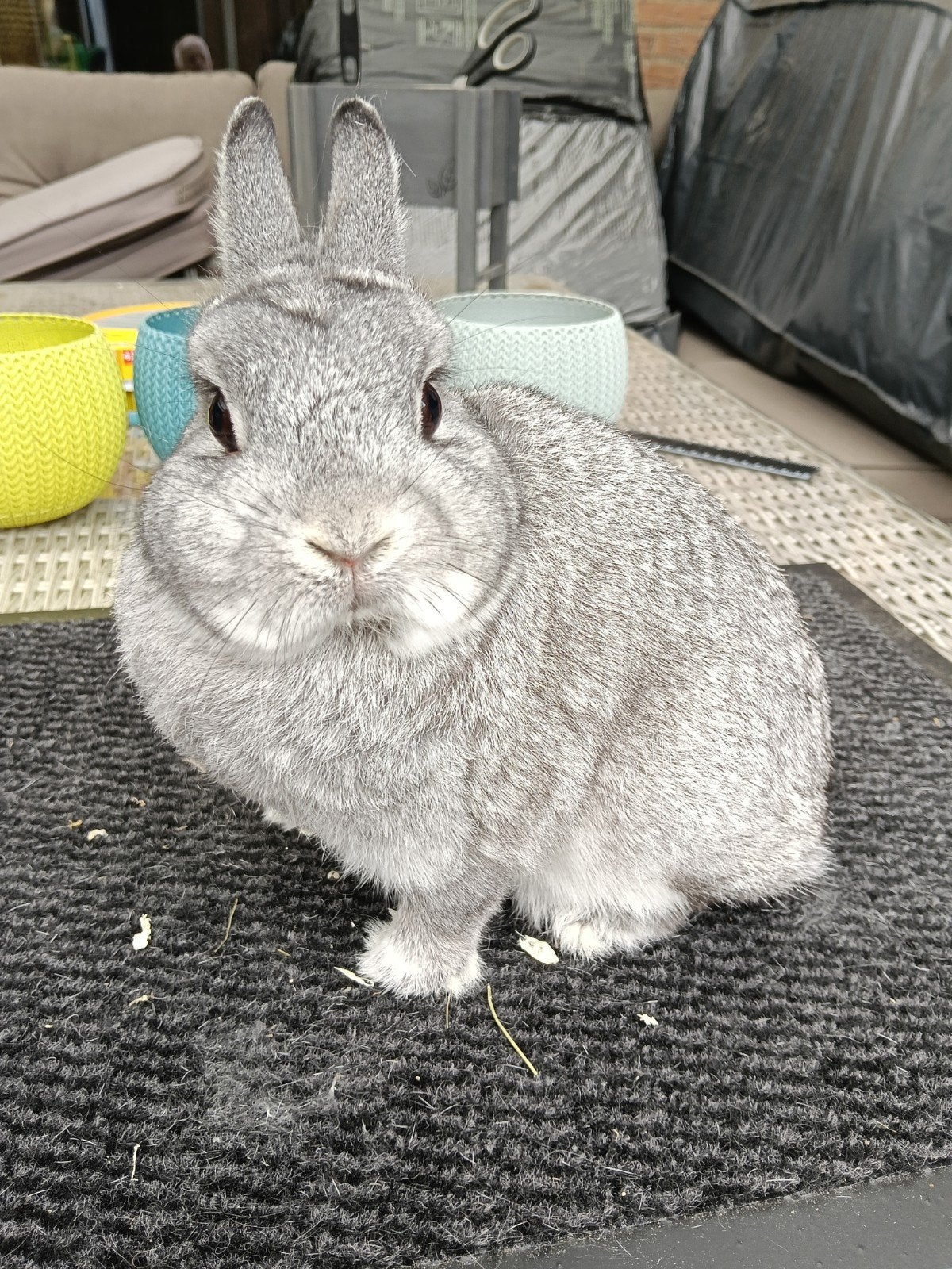 lieve Rasechte kleurdwerg chinchilla Ram, Dieren en Toebehoren, Mannelijk, Dwerg