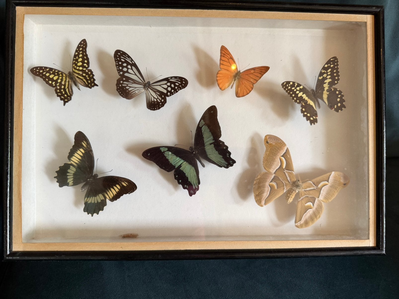 Prachtige opgezette vlinders taxidermie, Antiek en Kunst, Curiosa en Brocante, Ophalen of Verzenden