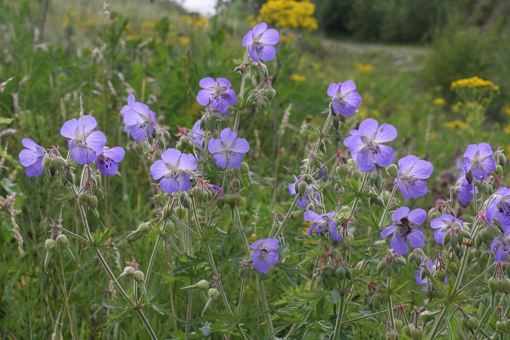 Inheemse geranium beemdooievaarsbek, Ophalen, Bodembedekkers, Volle zon