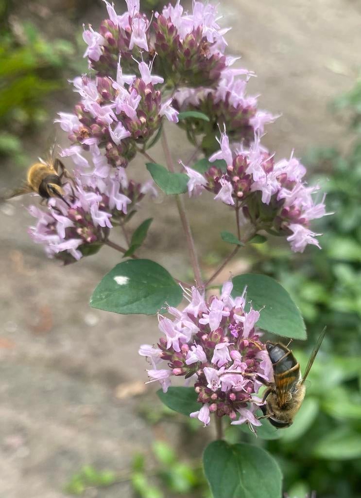Wilde marjolein (Origanum vulgare) waard drachtplant inheems, Tuin en Terras, Bloembollen en Zaden, Ophalen of Verzenden, Volle zon