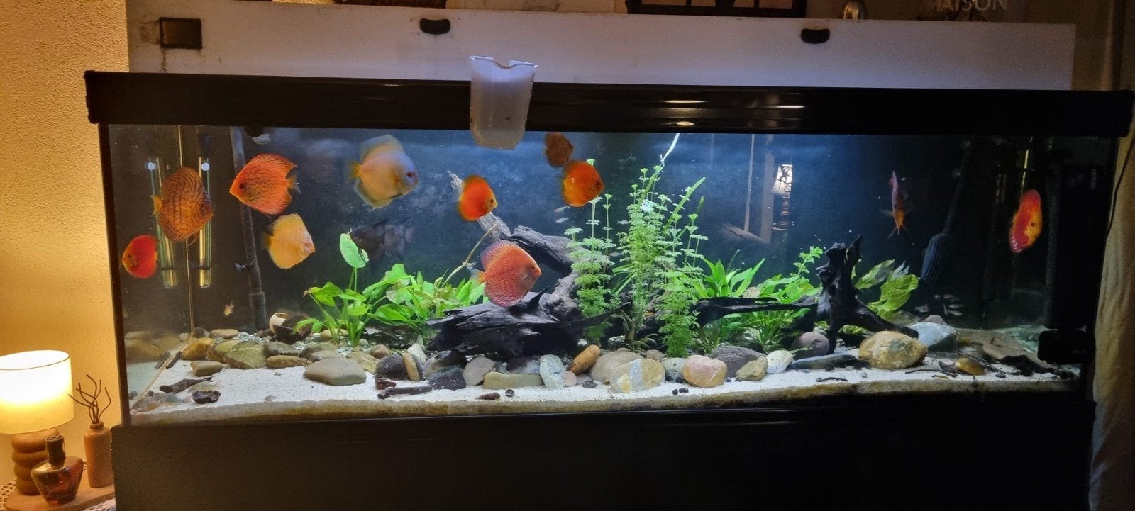 gratis borstelneuzen en valse siameese algeneter, Dieren en Toebehoren, Ophalen, Gevuld zoetwateraquarium