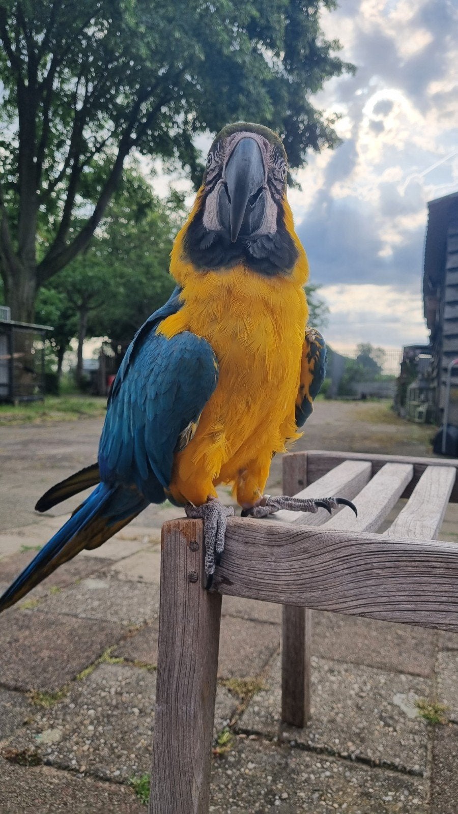 Te koop Blauw/Gele Ara, Geslacht onbekend, Papegaai