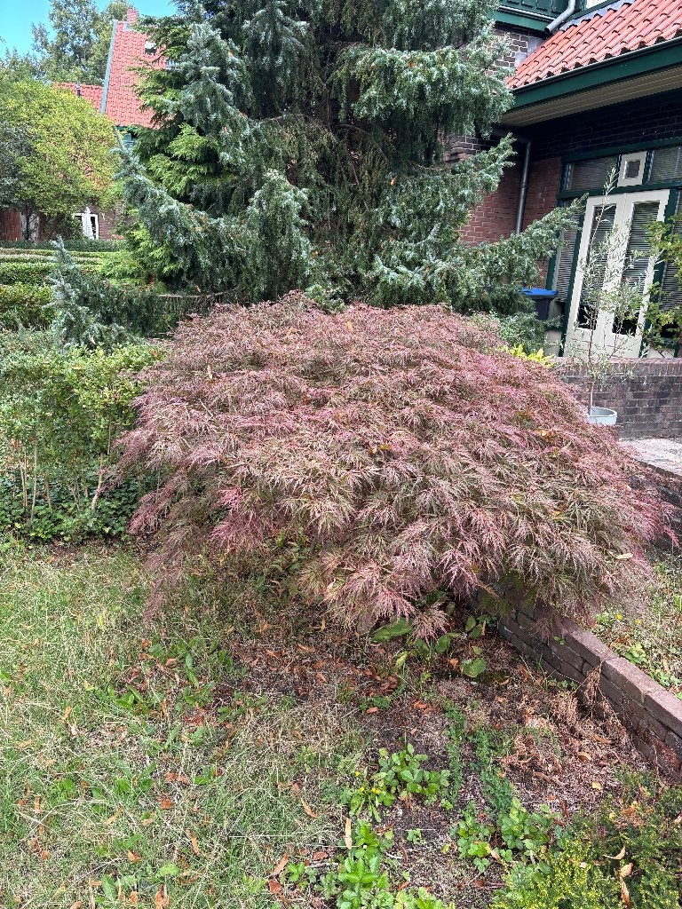 Japanse esdoorn struik, Tuin en Terras, Planten | Struiken en Hagen, Ophalen, Esdoorn, Struik, 100 tot 250 cm