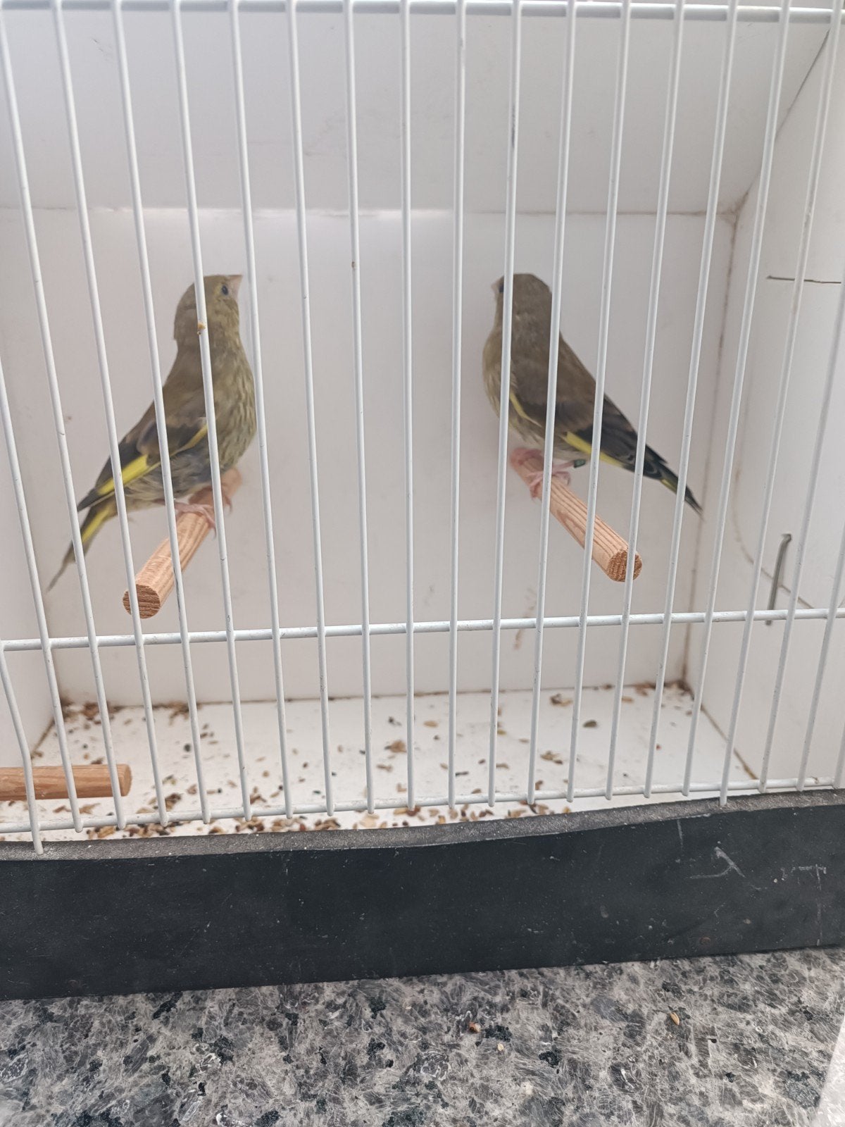 2 jonge wildkleur groenlingen 2026, Dieren en Toebehoren, Meerdere dieren, Wildzangvogel