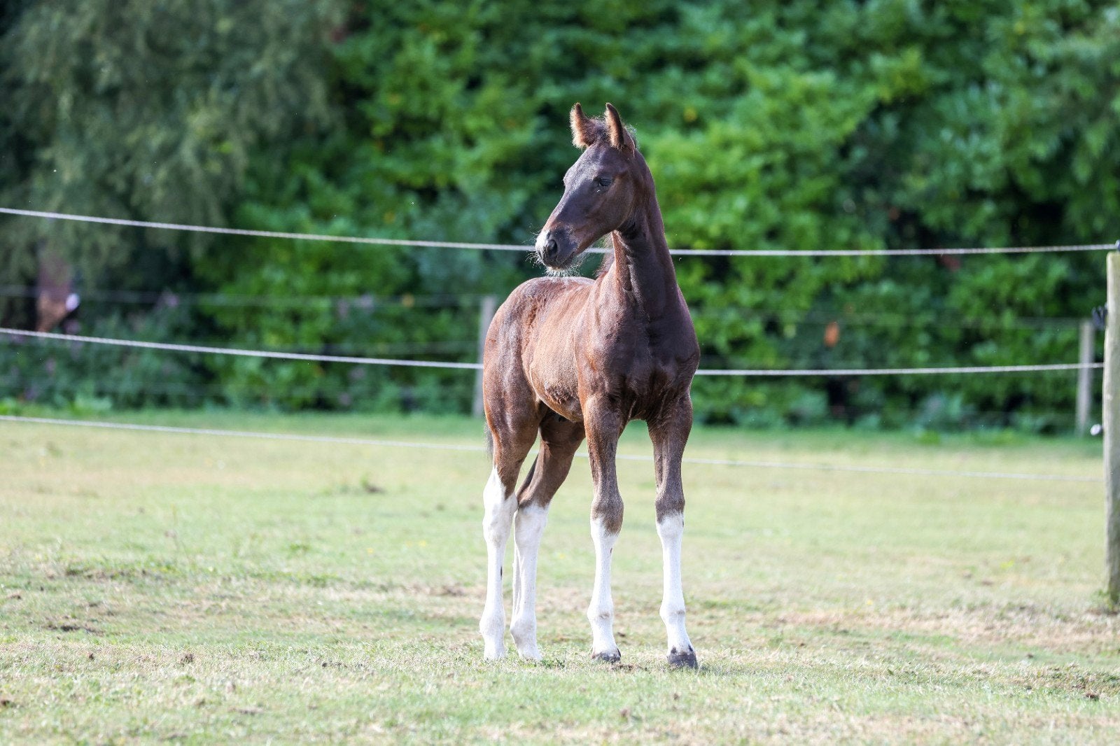 Gaaf Barock pinto hengstveulen!, Dieren en Toebehoren, Paarden, Met stamboom, Dressuurpaard, 0 tot 2 jaar, Hengst