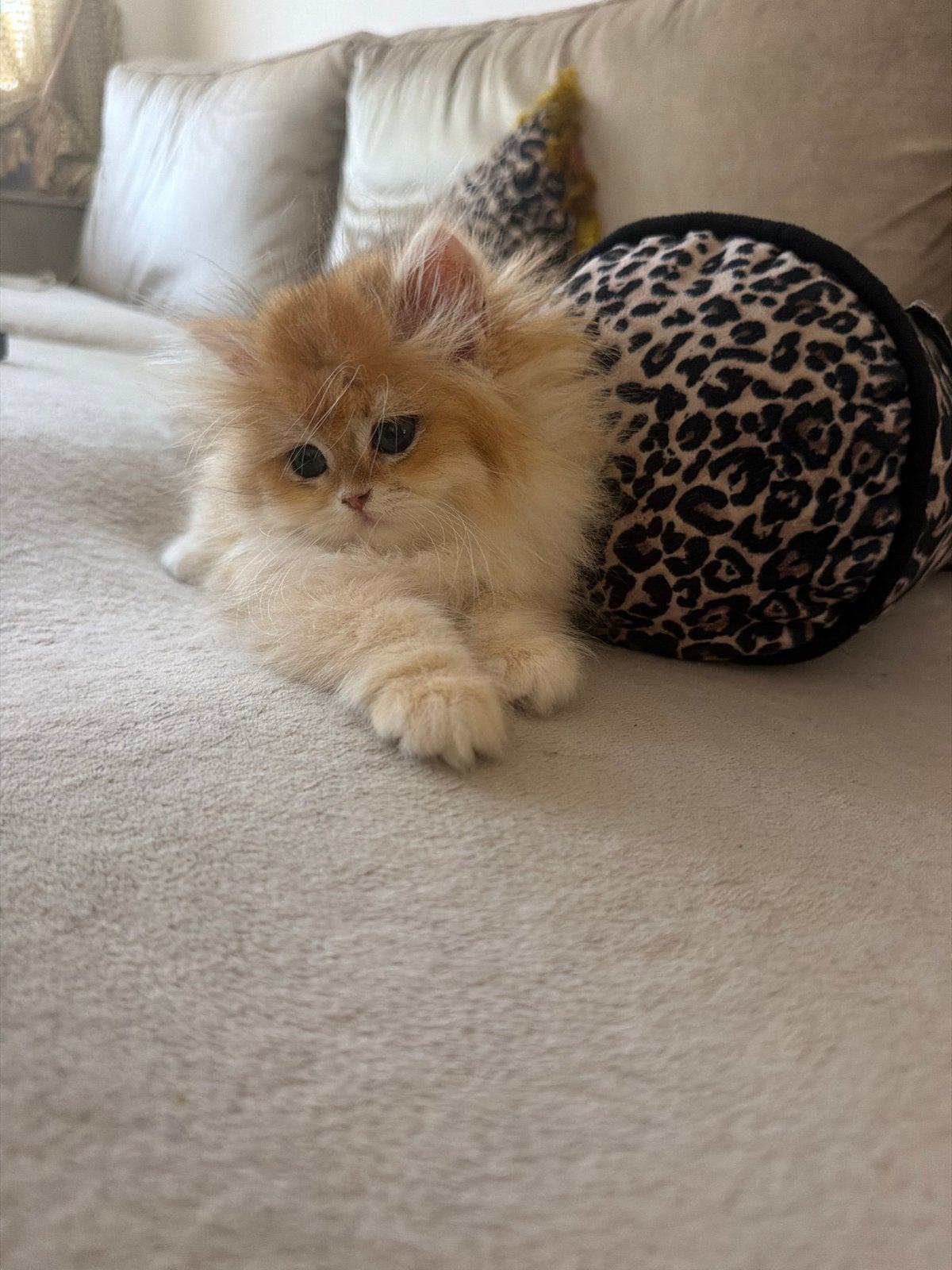 Britse langhaar ny12 poesje, Poes, Met stamboom, 0 tot 2 jaar
