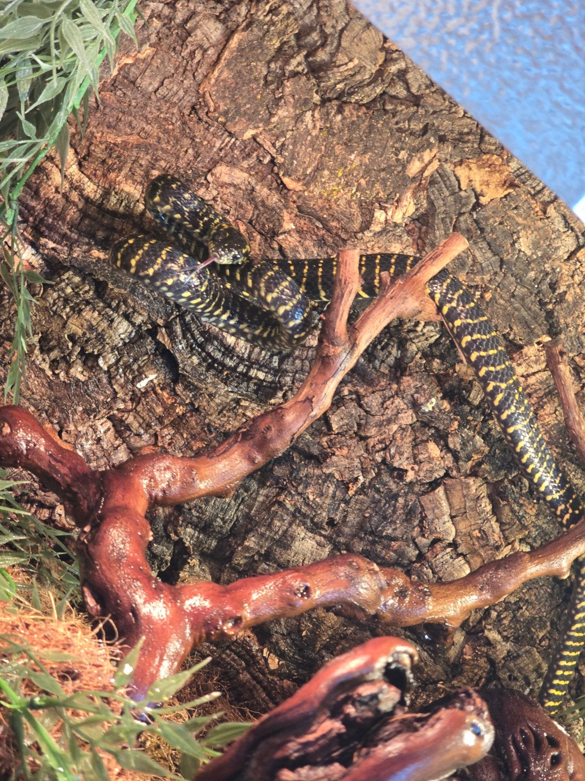 boiga dendrophila gemmicincta, Slang, 0 tot 2 jaar