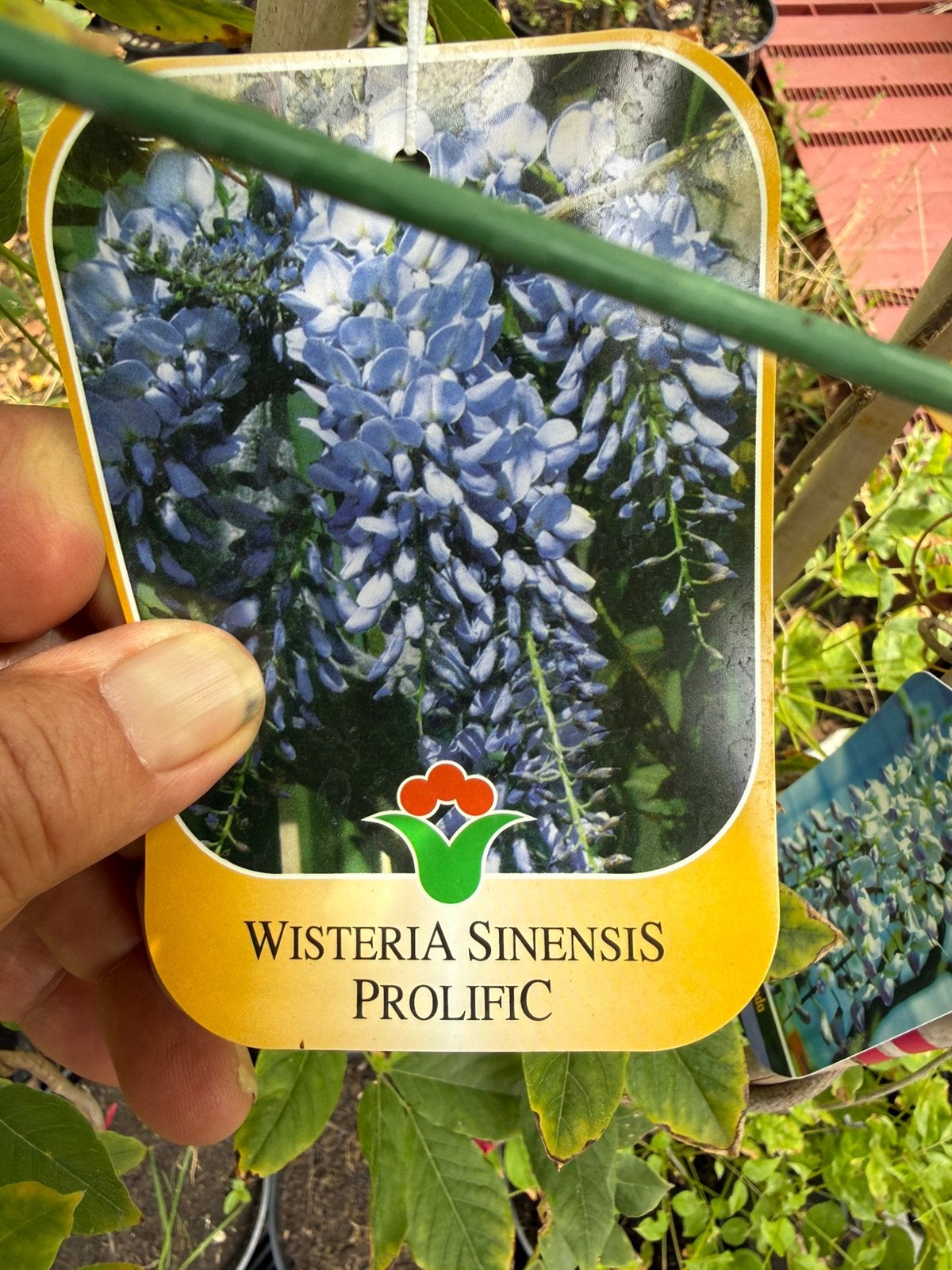 Blauwe regens mooie soorten 175/200 geent import 19,95, Ophalen, Volle zon, Vaste plant, Klimplanten