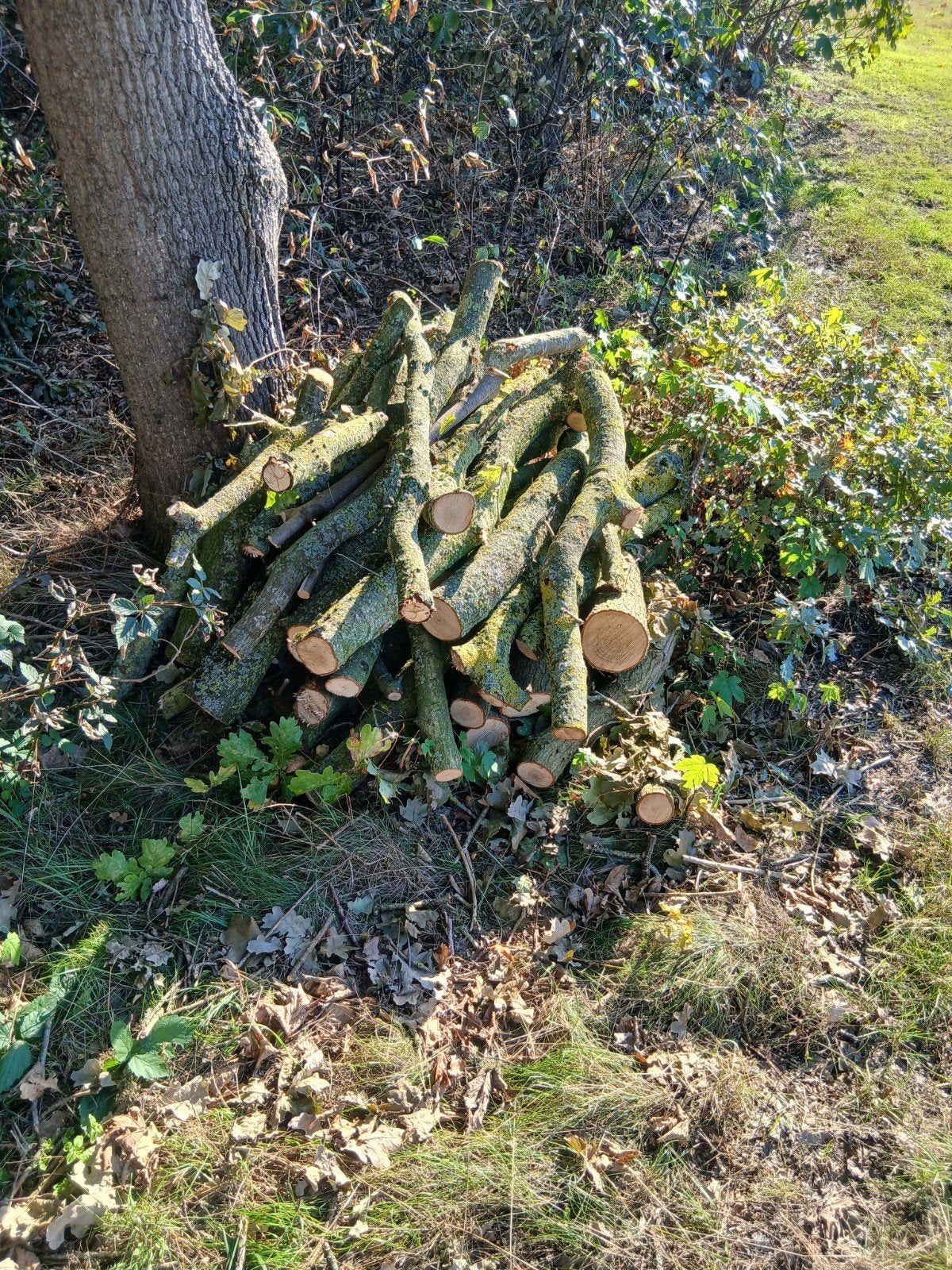 Te koop plus minus 5 kuub eikenhout., 3 tot 6 m³, Ophalen, Overige houtsoorten, Blokken