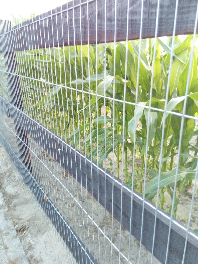 gaasnetten draadpanelen afrastergaas., Meerdere dieren, Geit